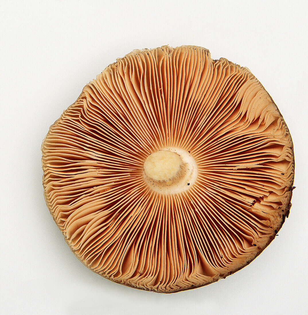 Underside of a fawn shield cap mushroom