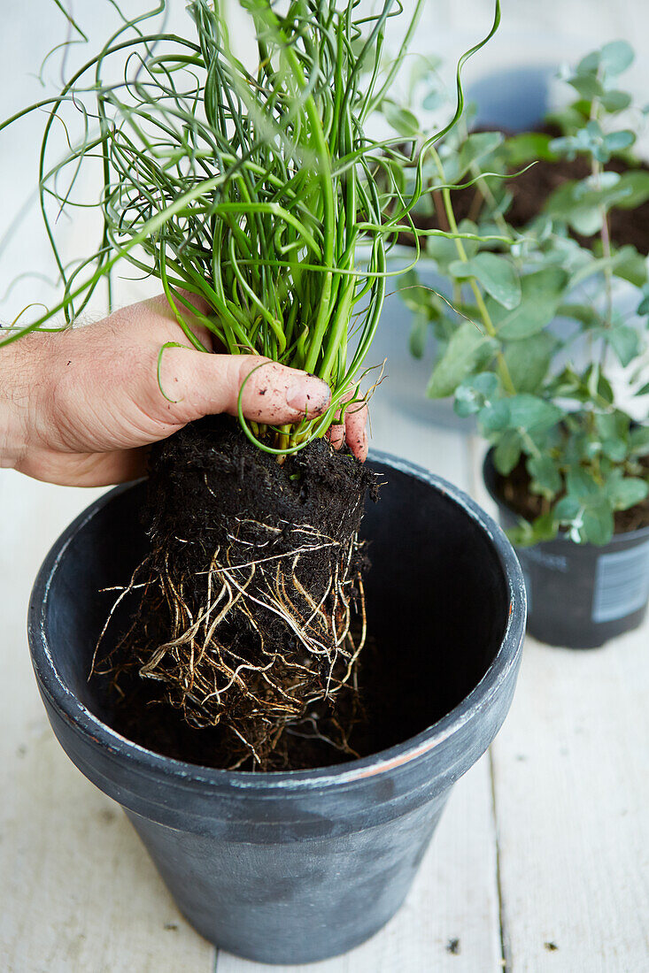 Plant being placed in pot, potting