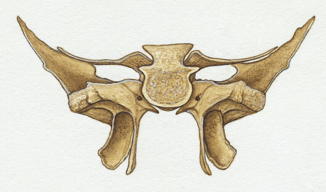 Human sphenoid bone, illustration