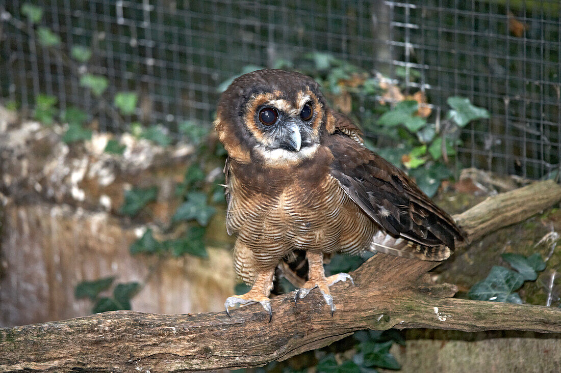 Brown wood owl
