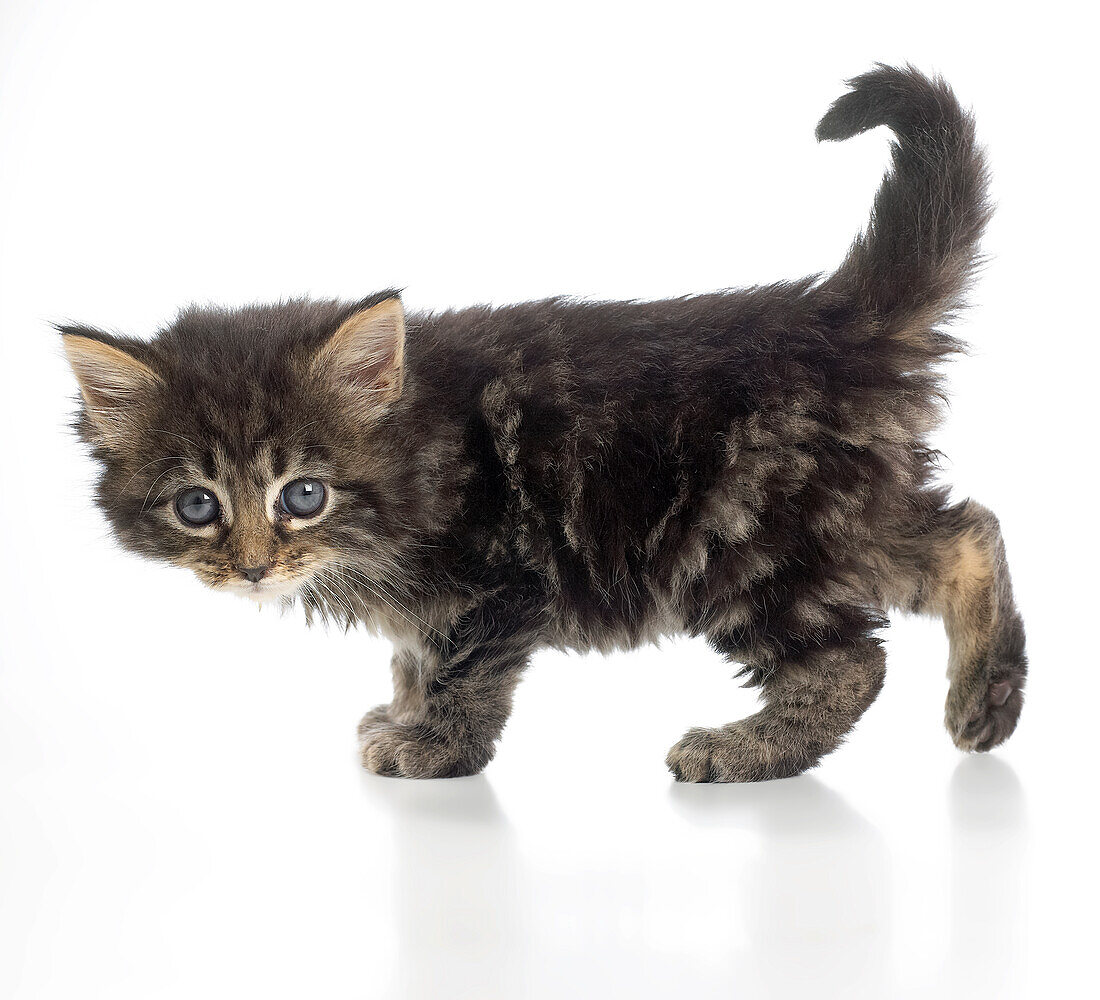 Grey-brown tabby kitten