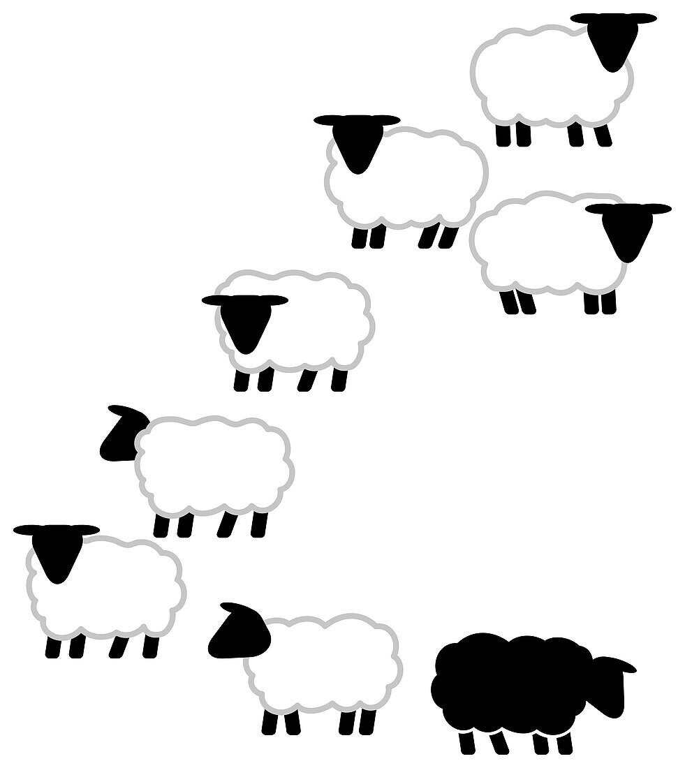 Sheep, illustration