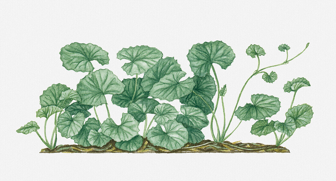 Centella sp. plant, illustration