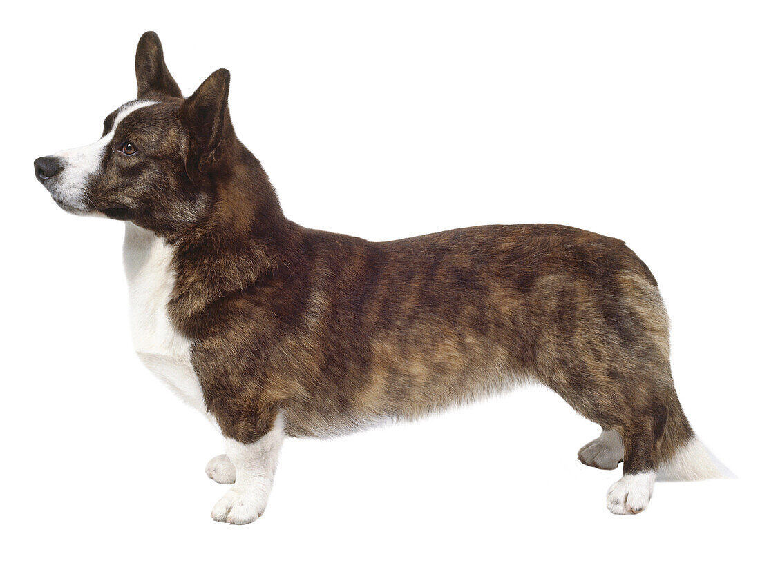 Cardigan Welsh corgi