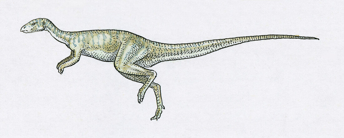 Dryosaurus dinosaur, illustration