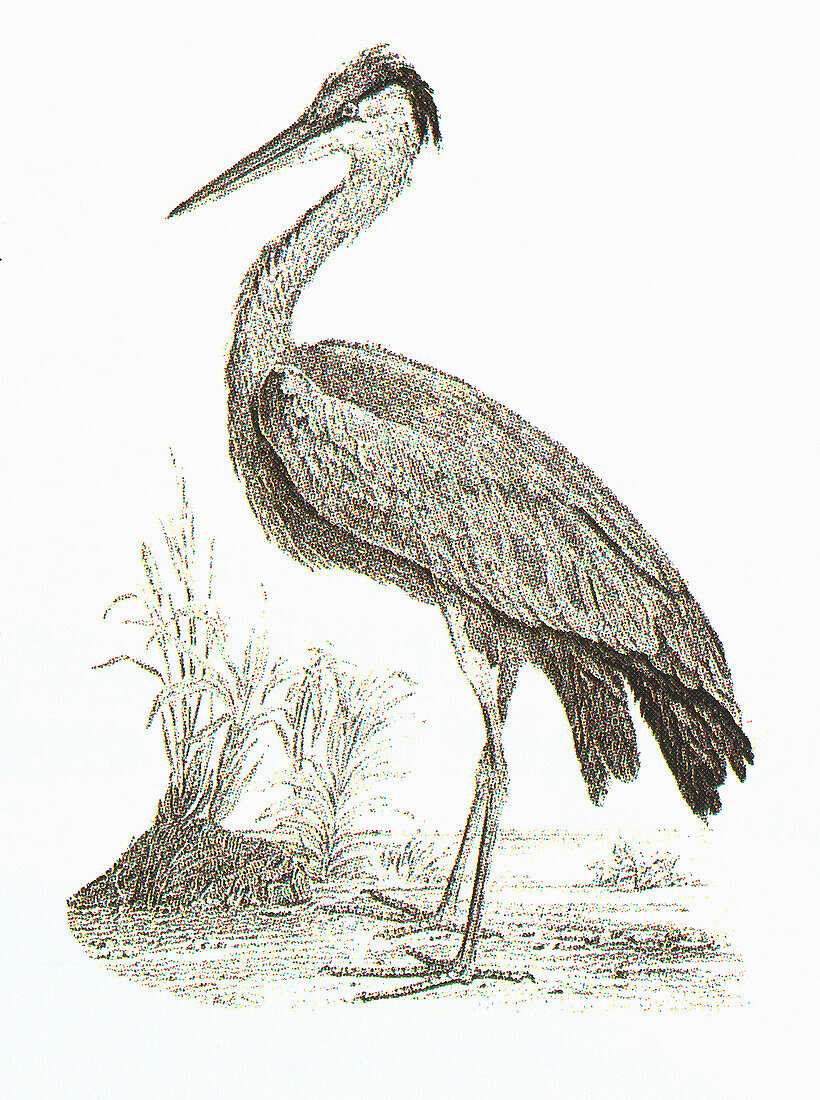Grey heron, illustration