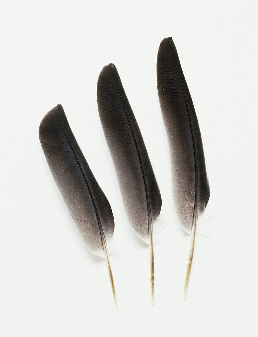 Three feathers