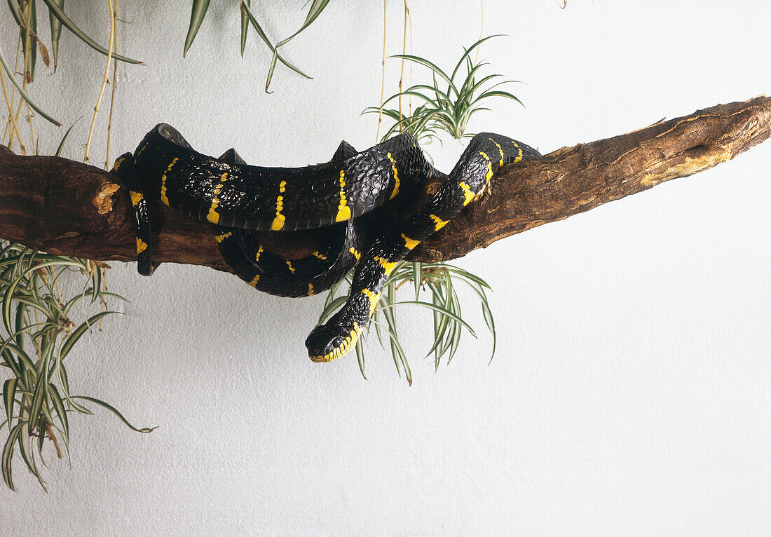 Mangrove snake