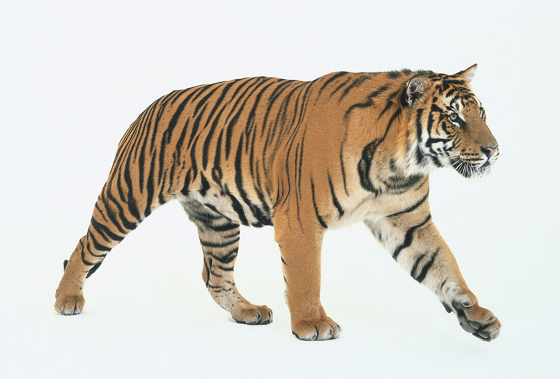 Walking tiger