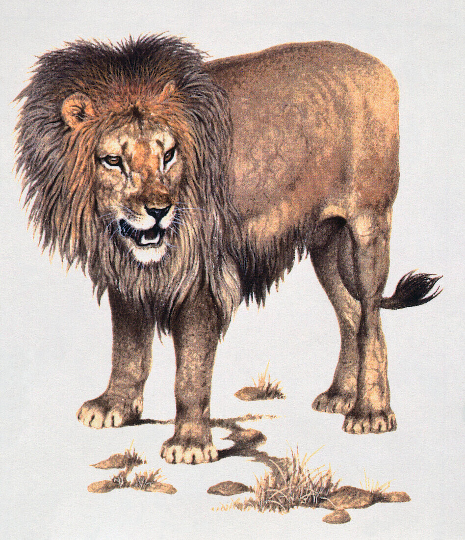 Lion, illustration