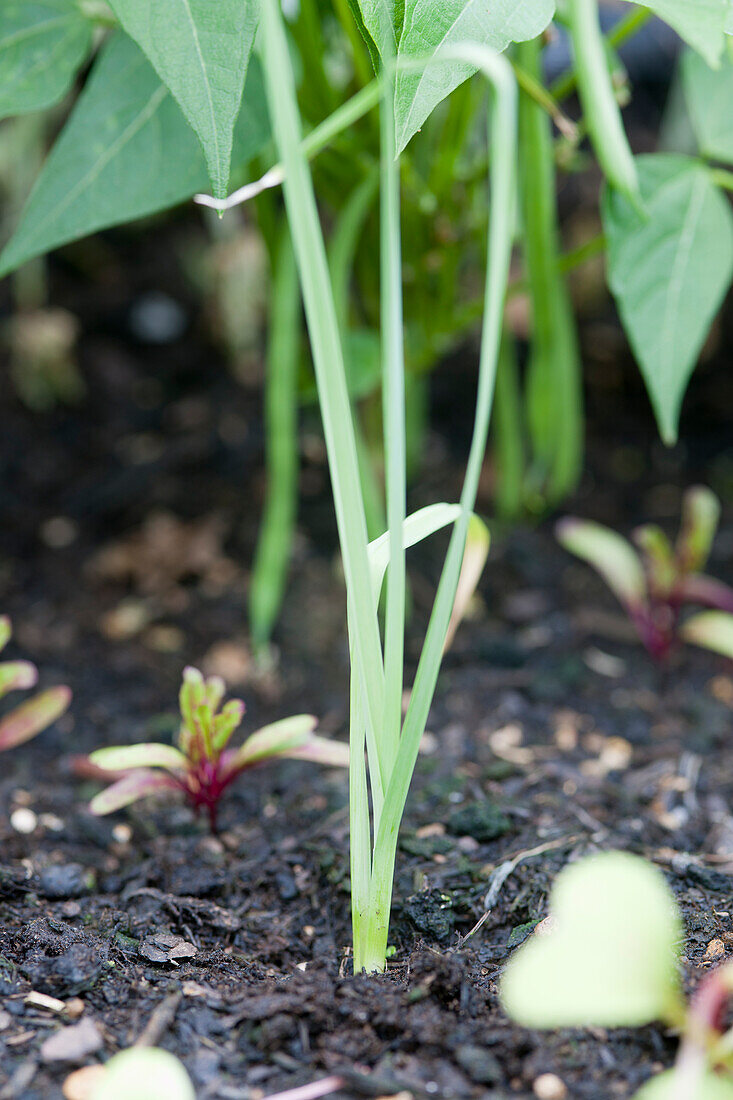 Leek (Allium ampeloprasum) seedlings
