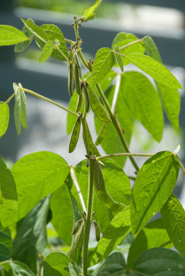 Soy bean (Glycine max) plant