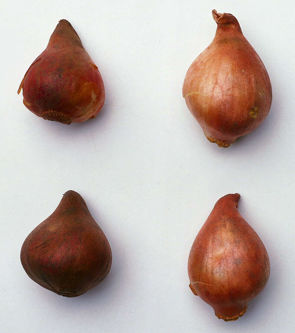 Four tulip bulbs