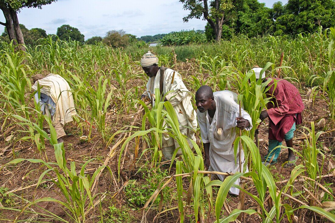 Men with river blindness working in a field
