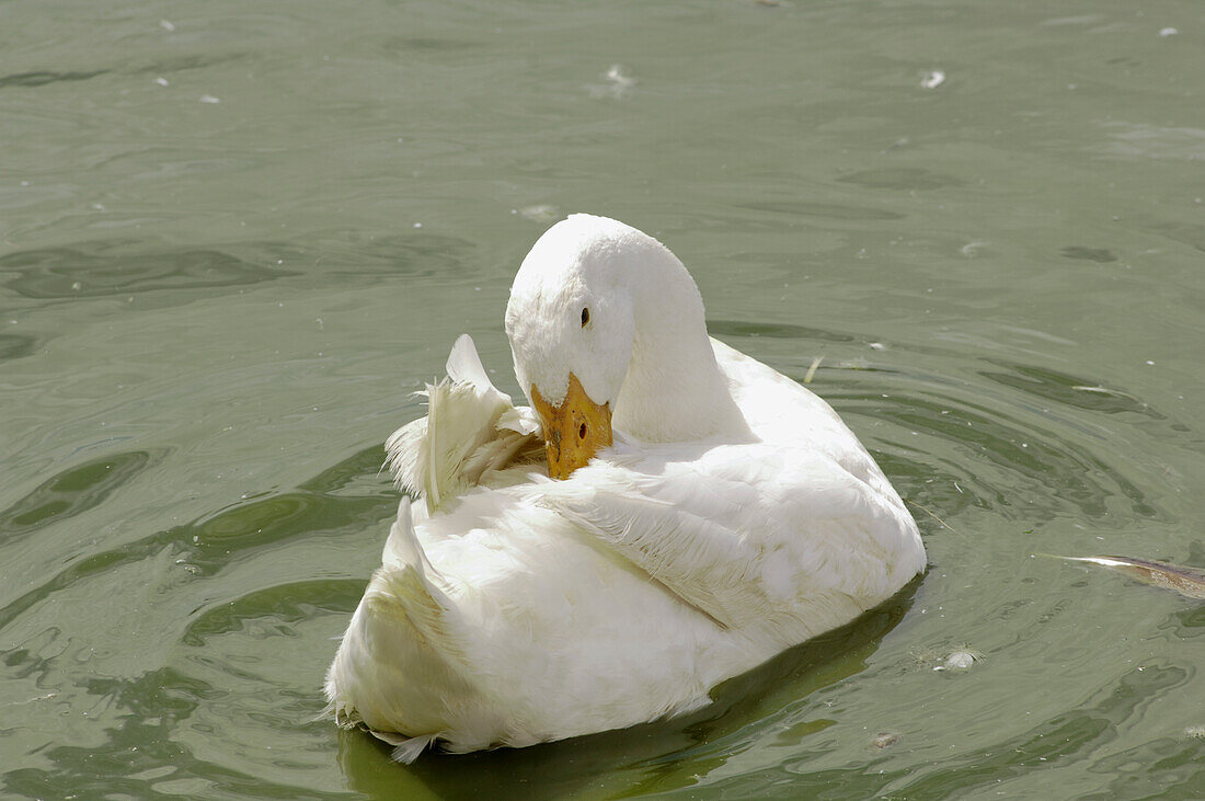 Duck on water