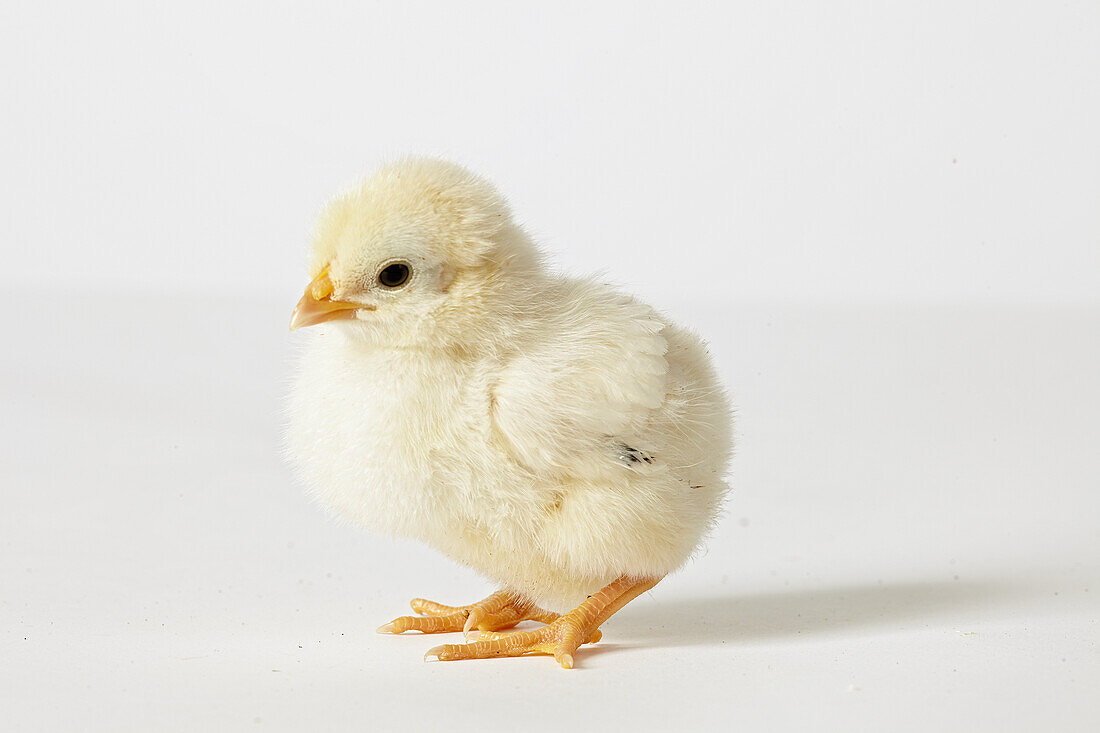 Light Sussex chick
