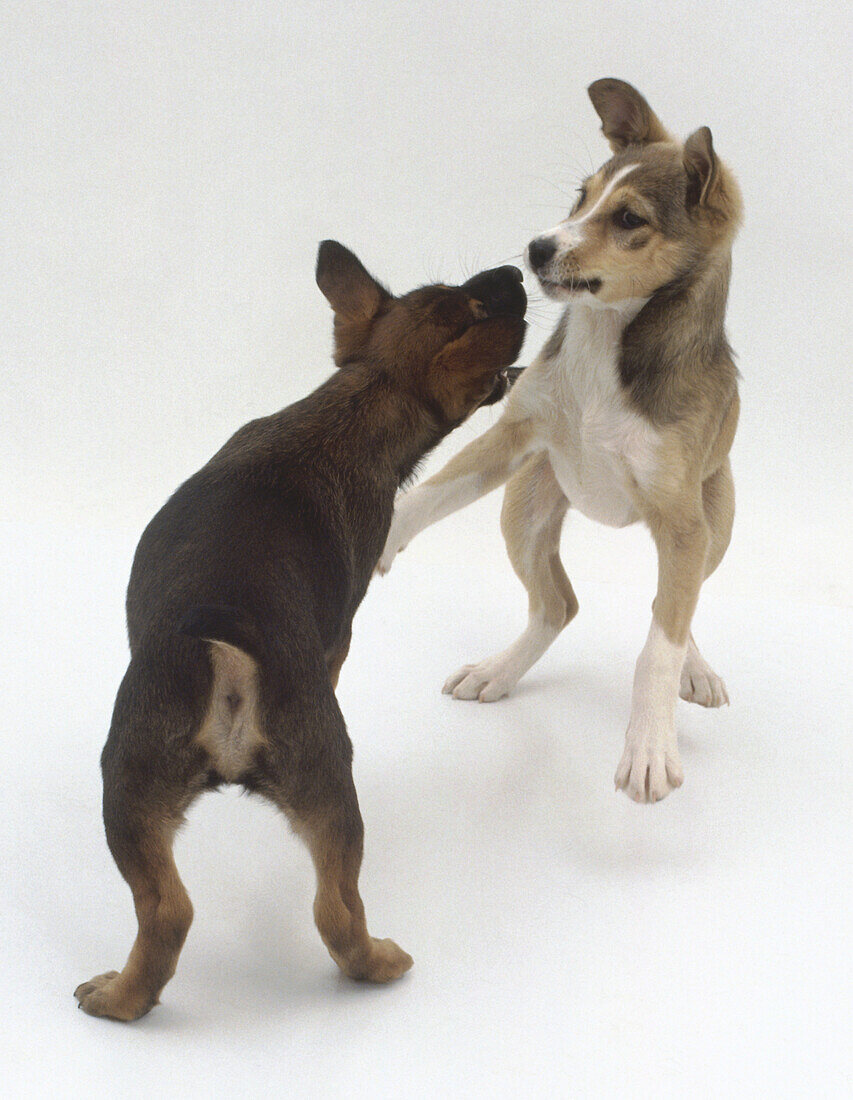 Two puppies fighting