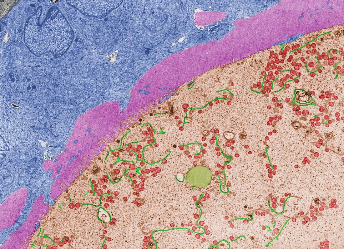Oocyte and zona pellucida, TEM