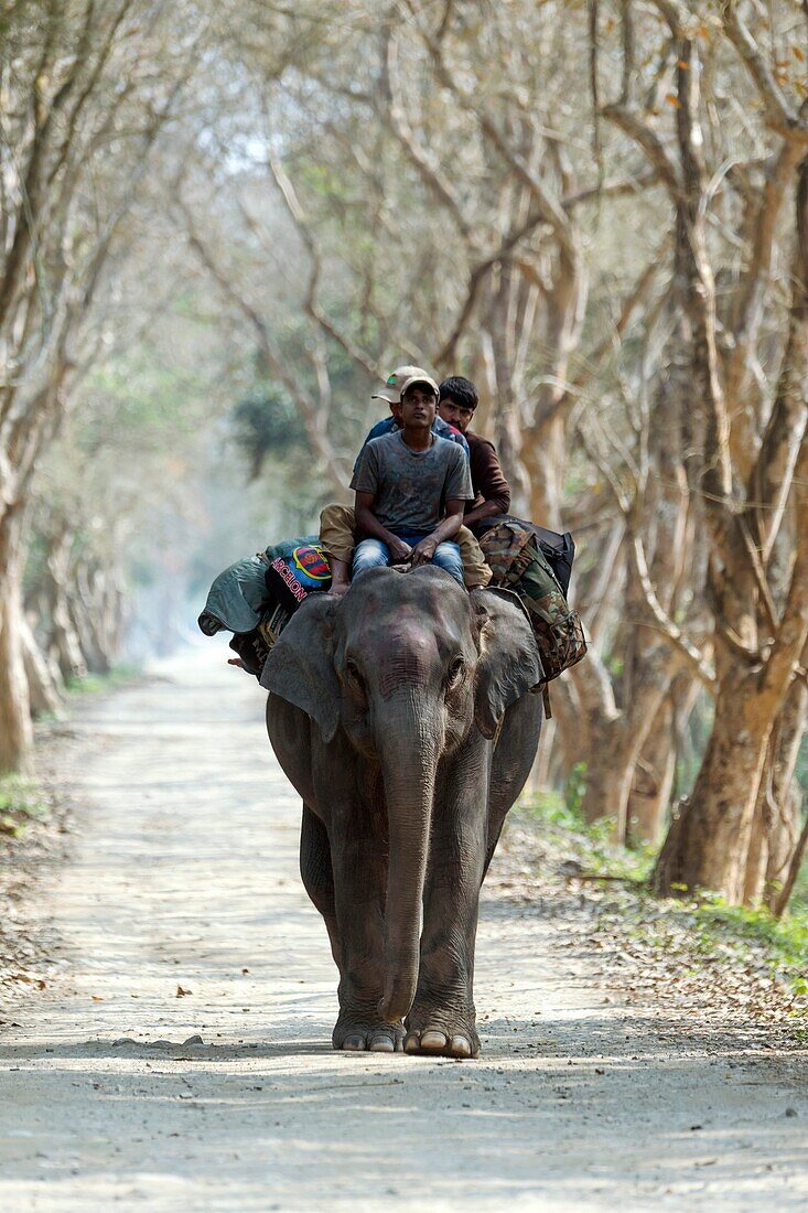 People riding an Asian elephant