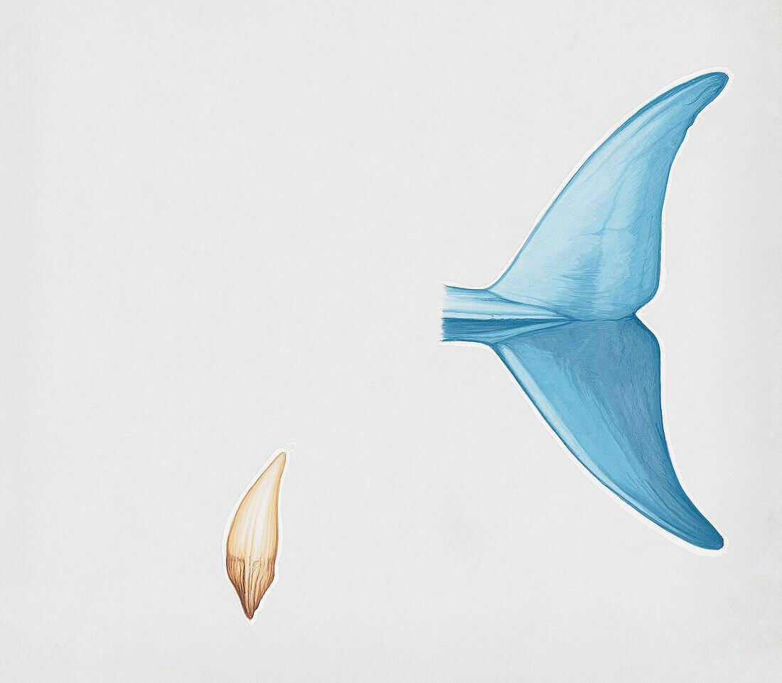 Flukes of tucuxi dolphins, illustration