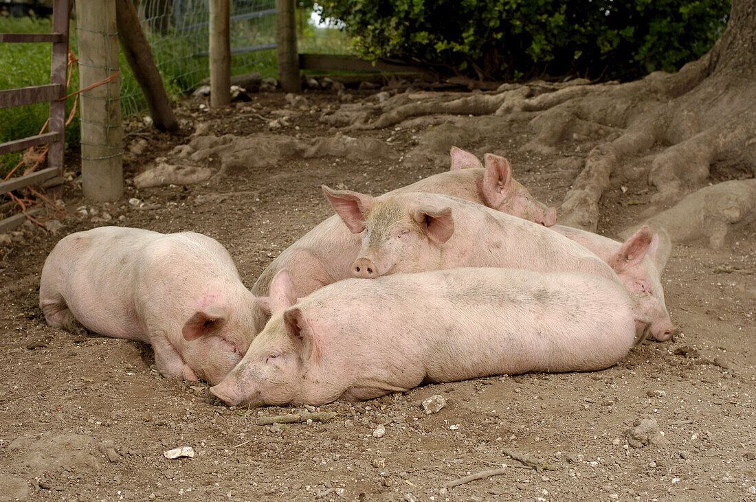 Pigs lying in mud