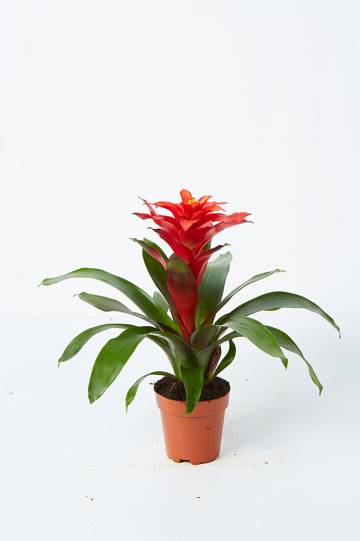 Scarlet star (Guzmania lingulata) plant