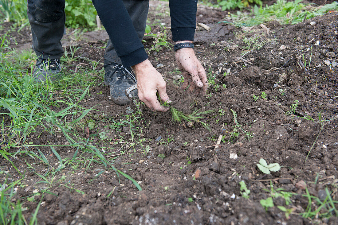 Weeding with hands