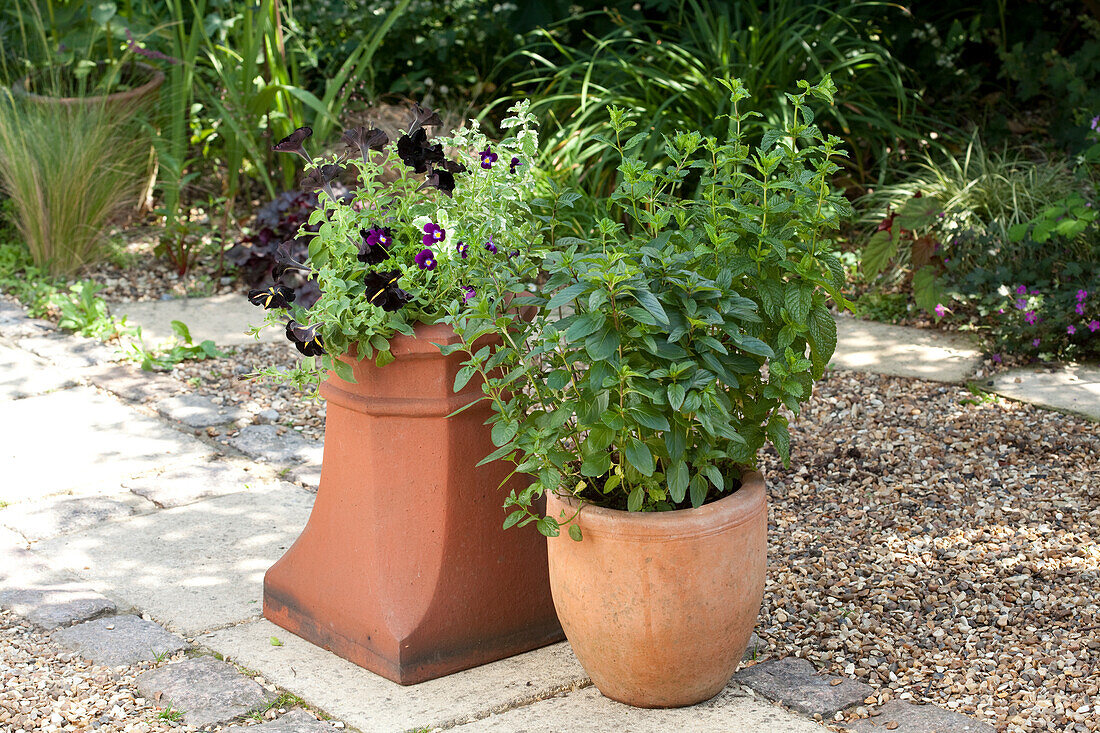 Vegetable pots in garden