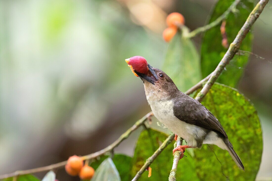 Sooty barbet