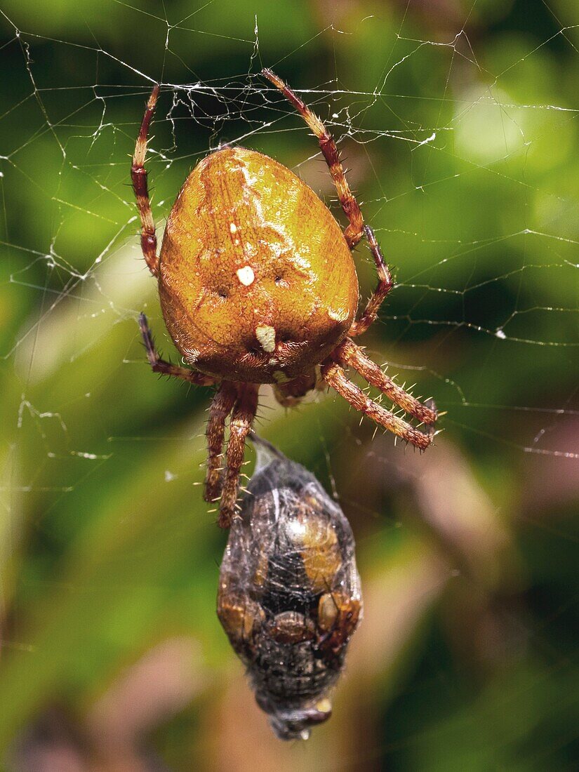 Garden spider wrapping prey in silk