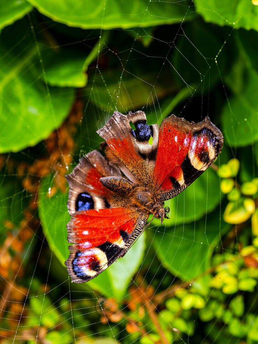 Peacock butterfly stuck on a spiders web