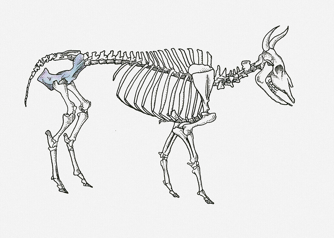 Cow skeleton, illustration