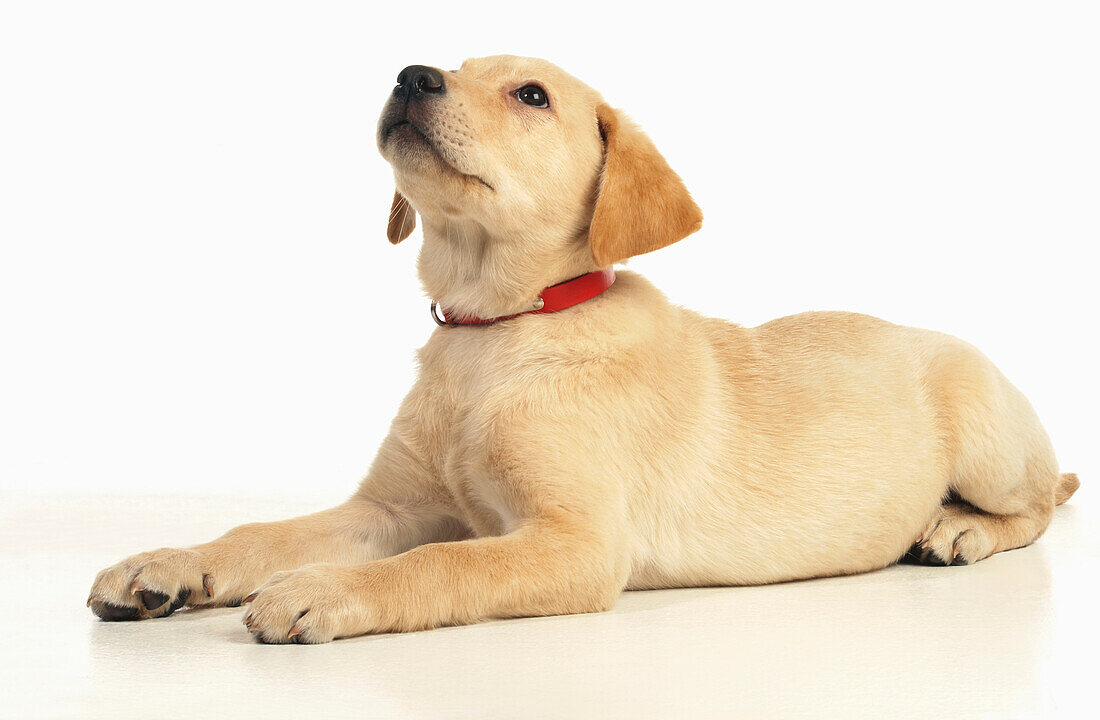 Labrador puppy sitting