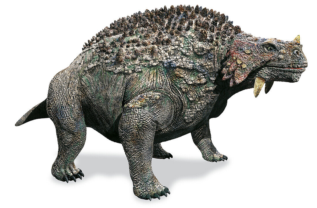 Scutosaurus, illustration