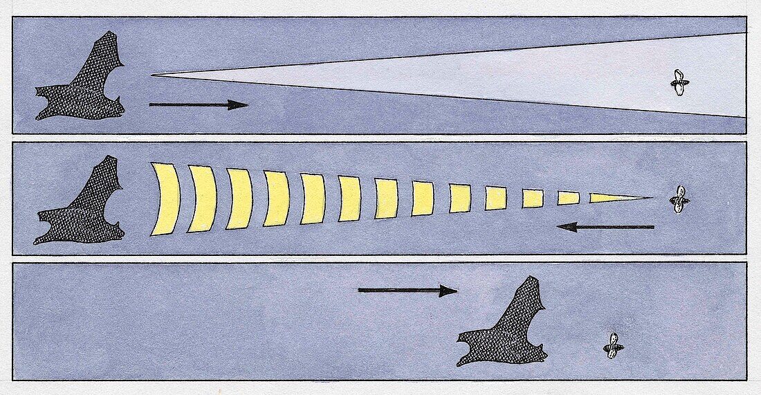 How bats echo-locate in dark, illustration