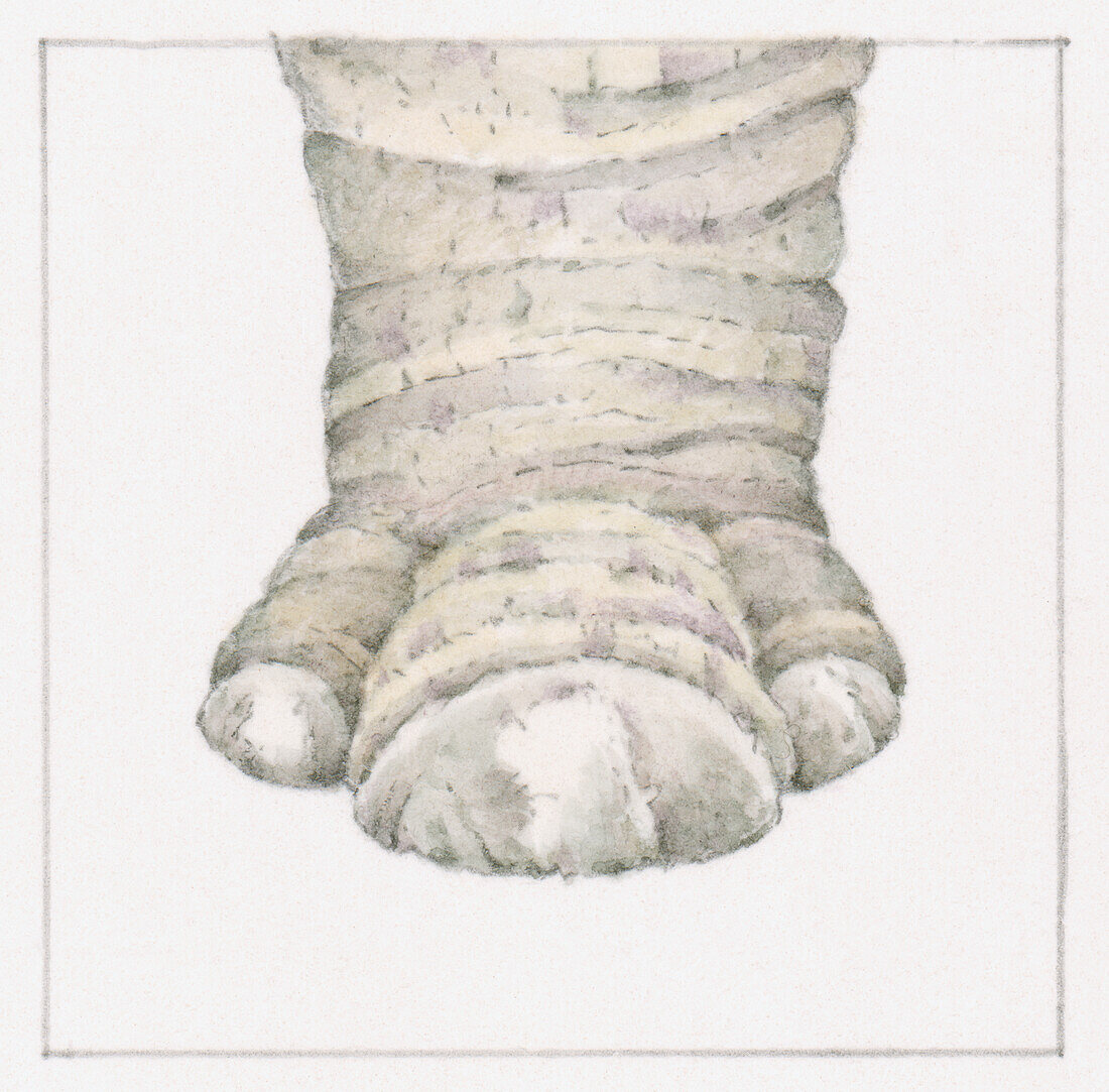 Rhinoceros's foot, illustration