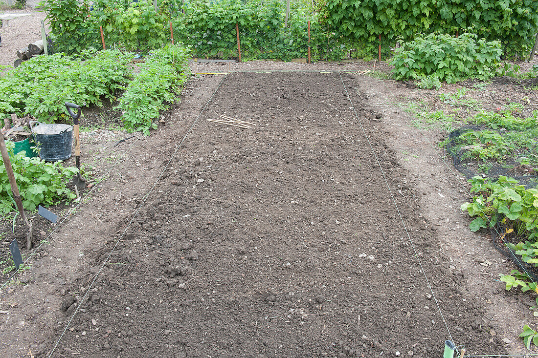 Cultivated plot on allotment