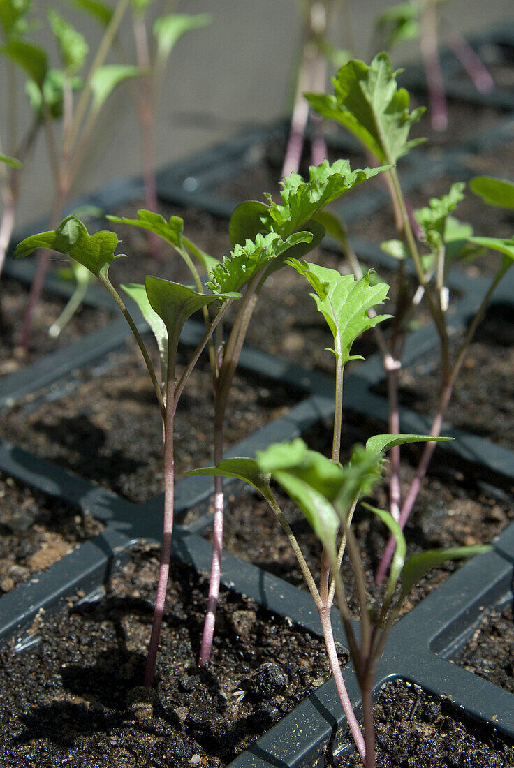 Kale 'Redbor', seedlings in module tray
