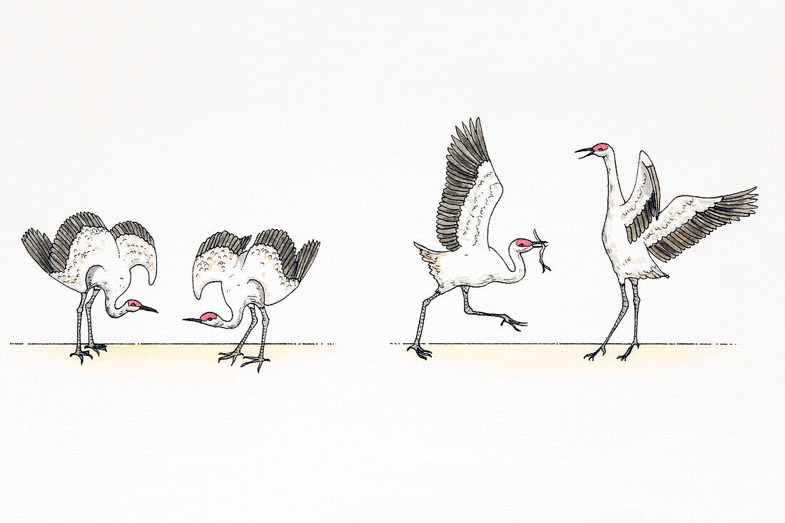 Mating dances of cranes, illustration