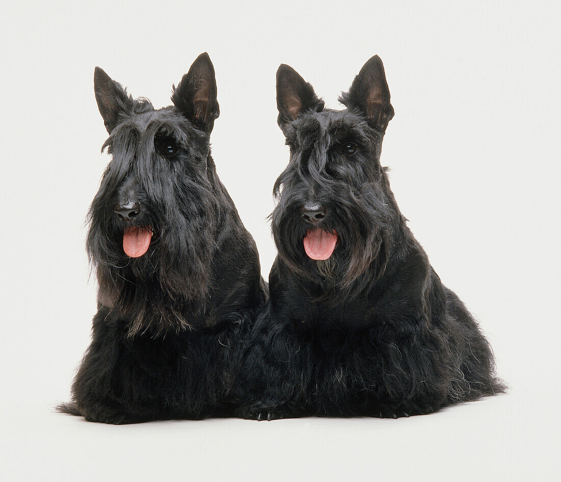 Two Scottish terrier dogs