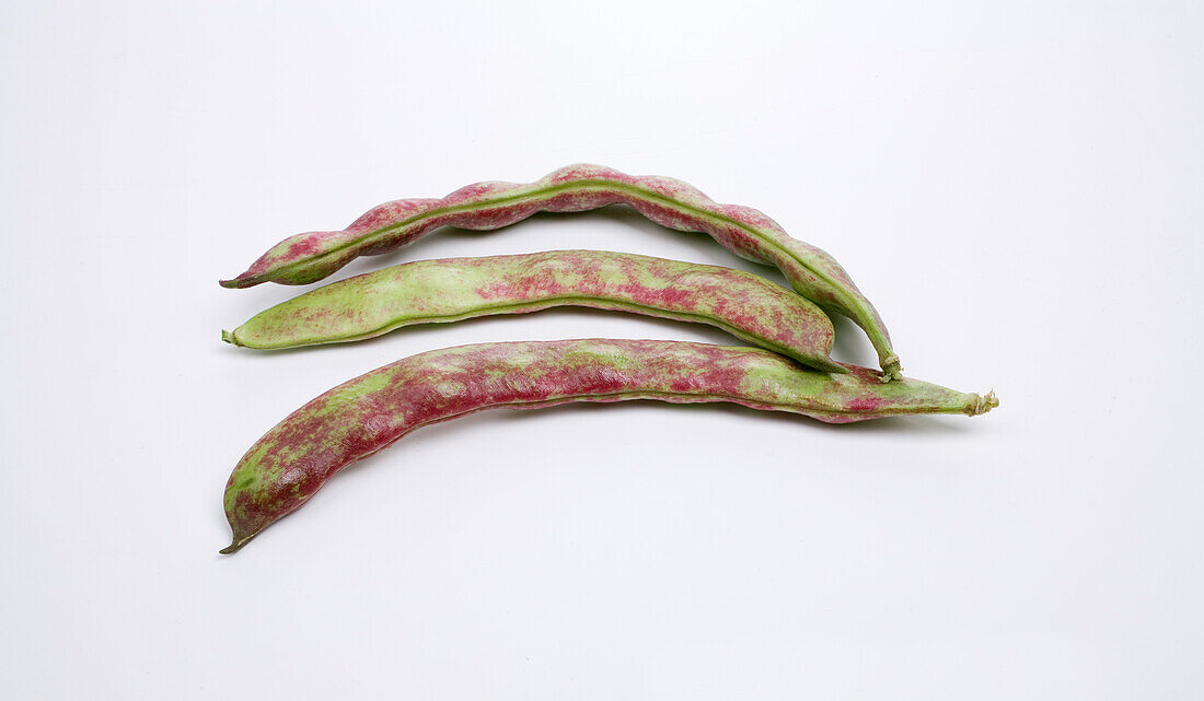 Haricots violets bean pods