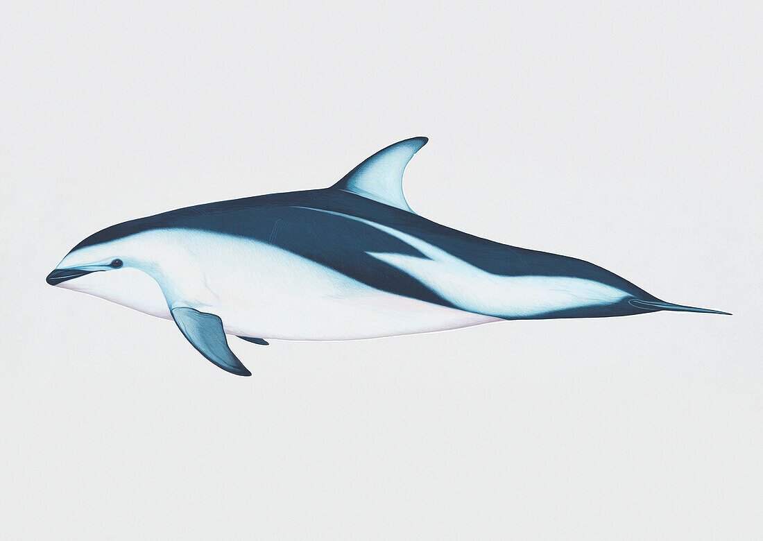 Side view of dusky dolphin, illustration