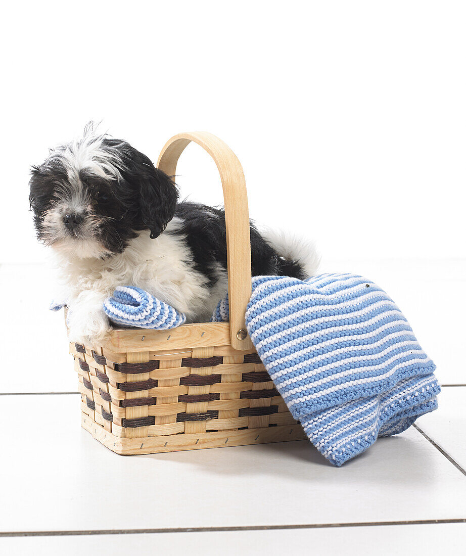 Puppy on blanket in basket