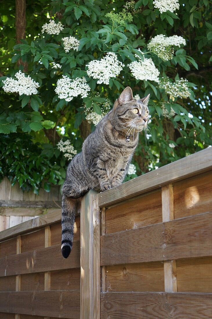 Tabby cat sitting on fence