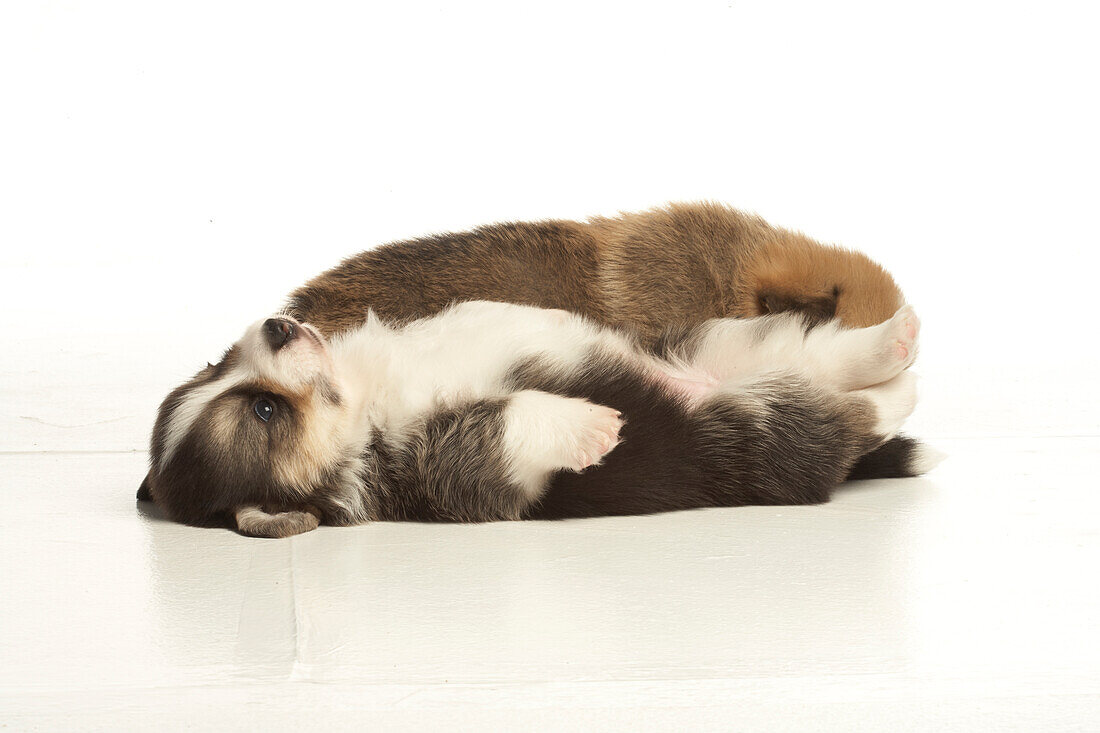 Puppies lying down together