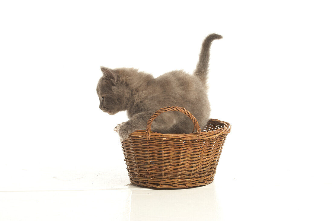 Kitten stepping out of basket