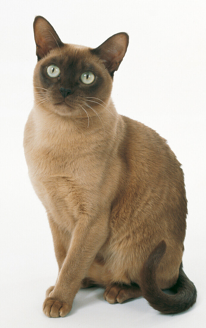 Chocolate Burmese cat