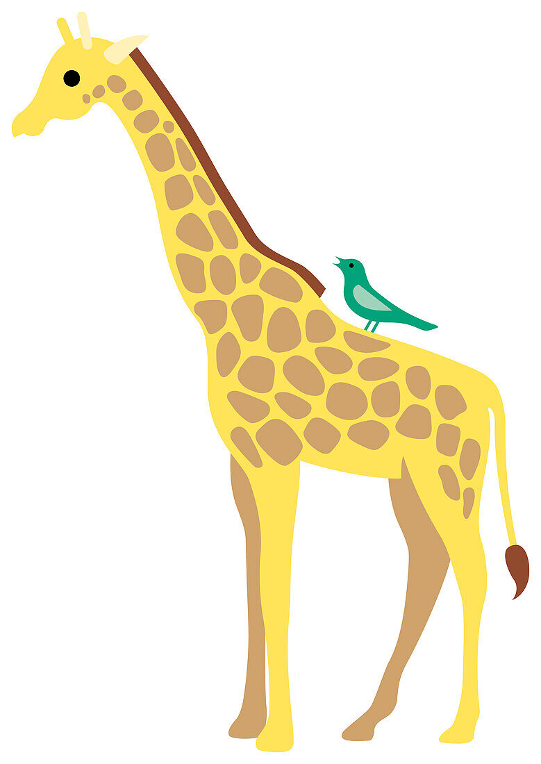 Bird perching on giraffe's back, illustration