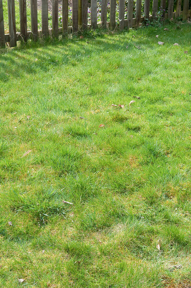 Unkempt lawn in domestic garden