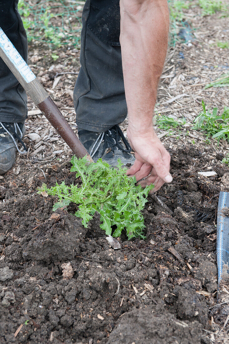 Removing thistle weed from soil